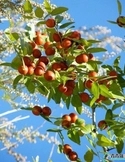山枣花